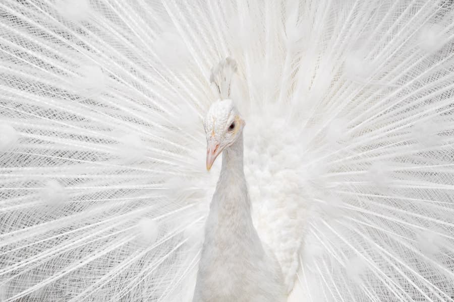 Majestic White Peacock by fegari — canvas wall art