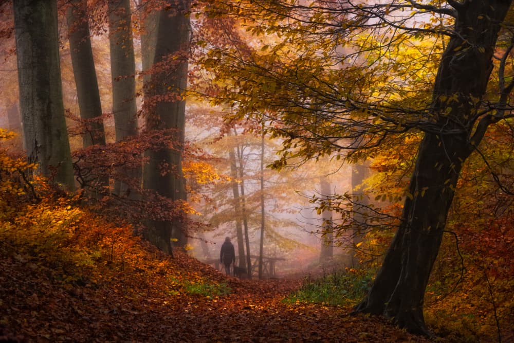 Misty Autumn Forest Path by Hilda van der Lee — canvas wall art