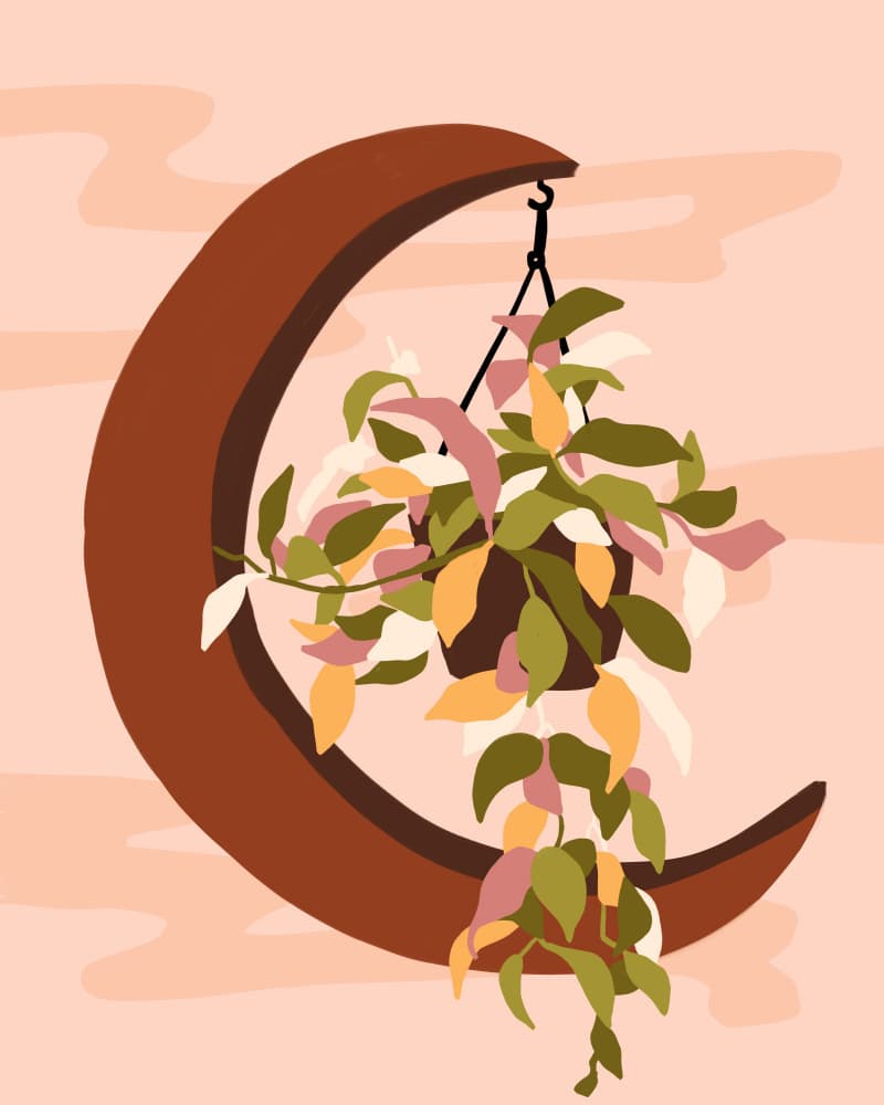 Crescent Moon Plant by Kintsugi99 — canvas wall art