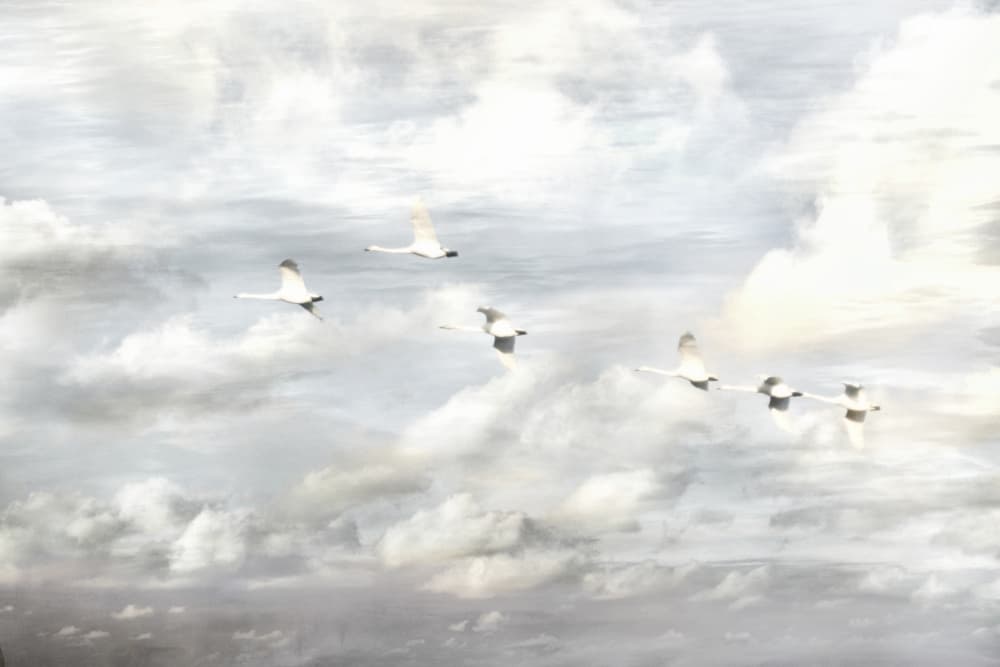 Swans in Flight