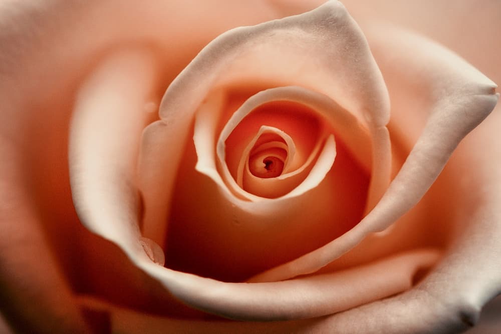 Pink Rose Bloom by Lita Pratikto — canvas wall art