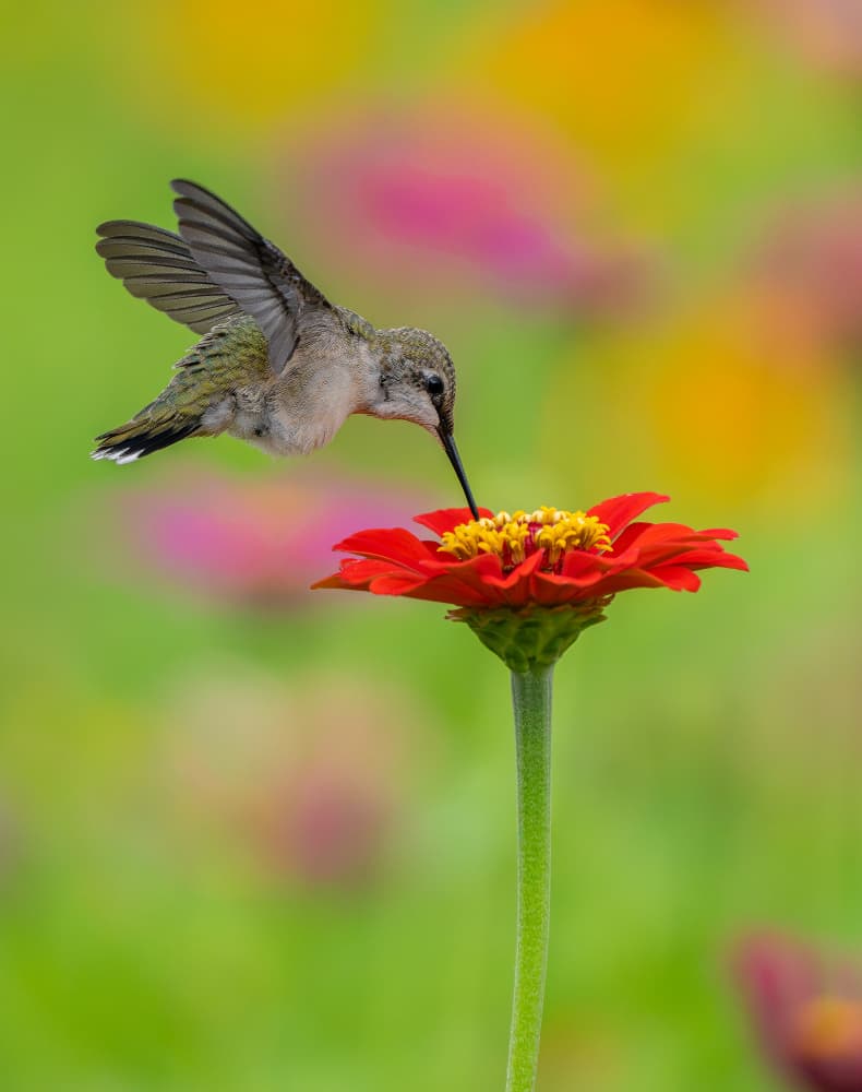 Hummingbird and Red Zinnia by Ling Jiang — canvas wall art