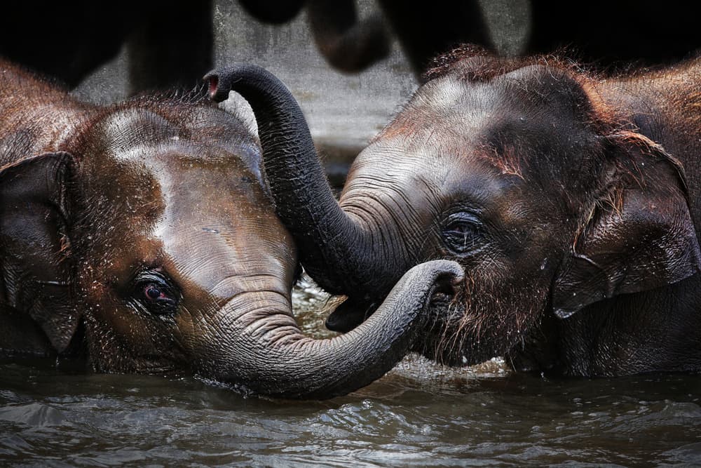 Playful Baby Elephants by Antje Wenner-Braun — canvas wall art