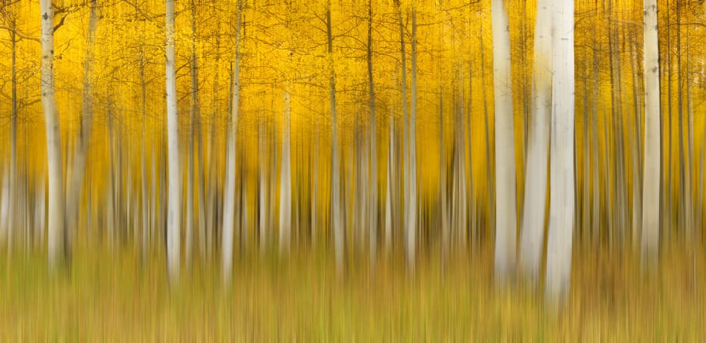 Golden Aspen Blur by Mei Xu — canvas wall art