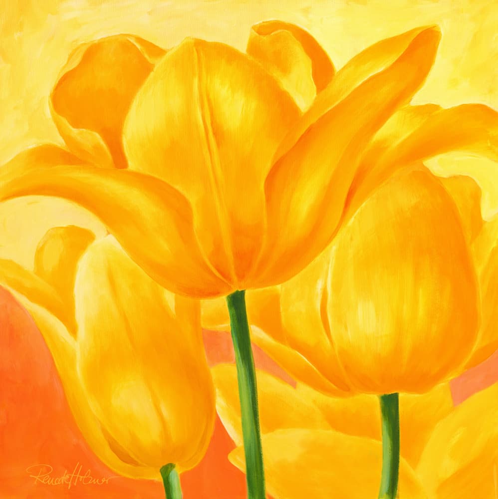 Sunny Yellow Tulips by Renate Holzner — canvas wall art