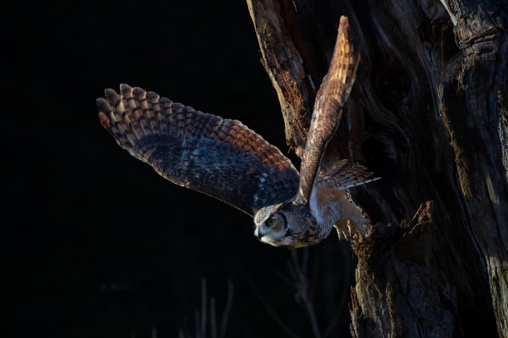 Powerful Owl Flight by Johnson Huang — canvas wall art