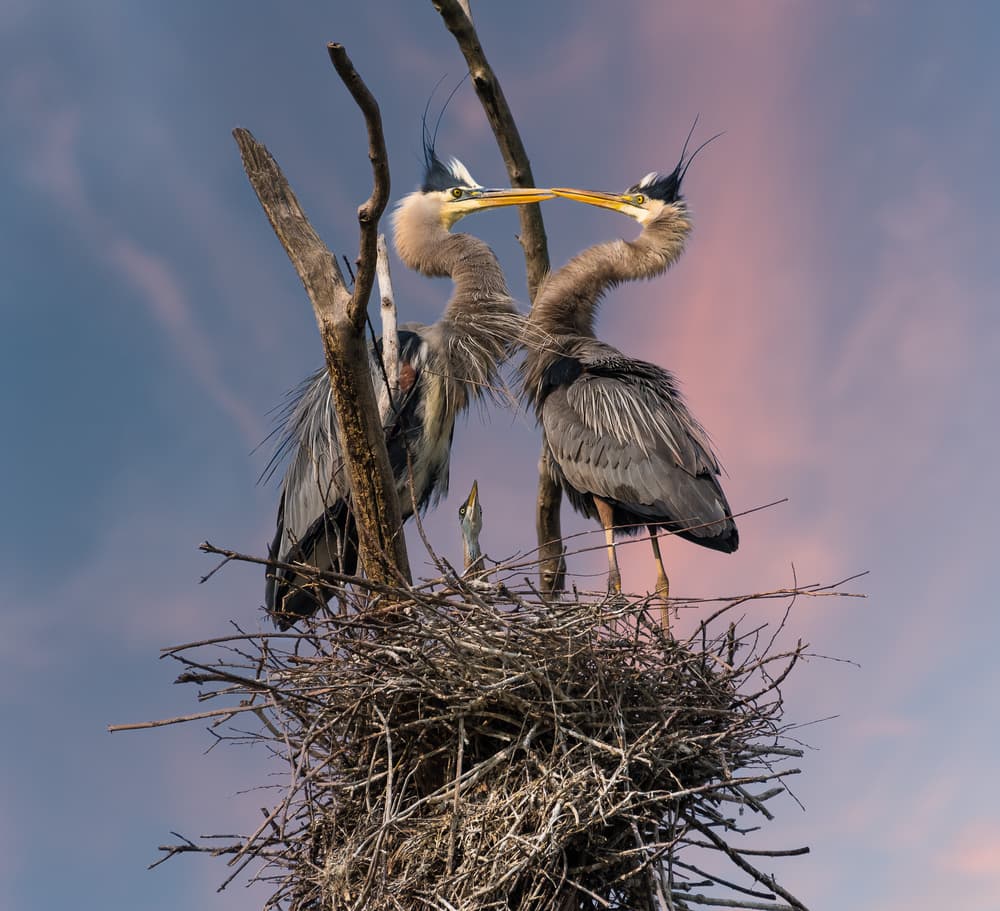 Heron Family Nest by Kevin Wang — canvas wall art