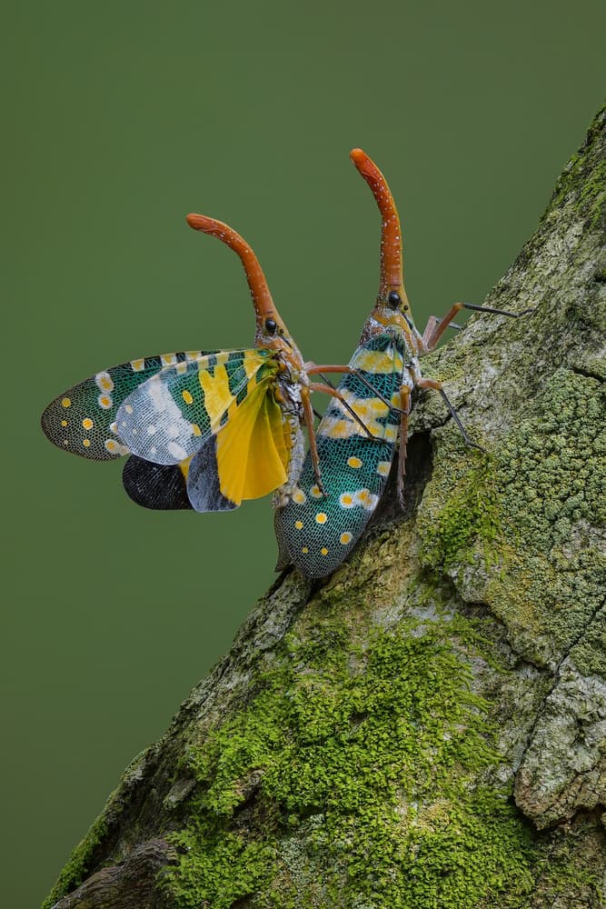 Exotic Lanternfly Pair by Phat Dao Tan — canvas wall art