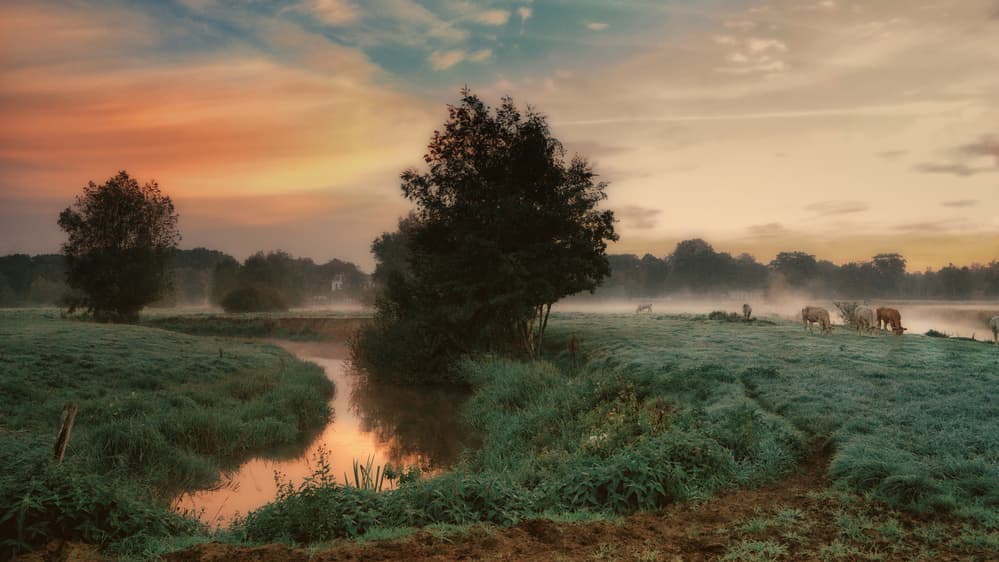 Misty Morning Grazing Cows by Saskia Dingemans — canvas wall art
