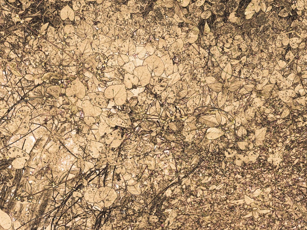 Sepia Botanical Texture by Santhosh ch — canvas wall art