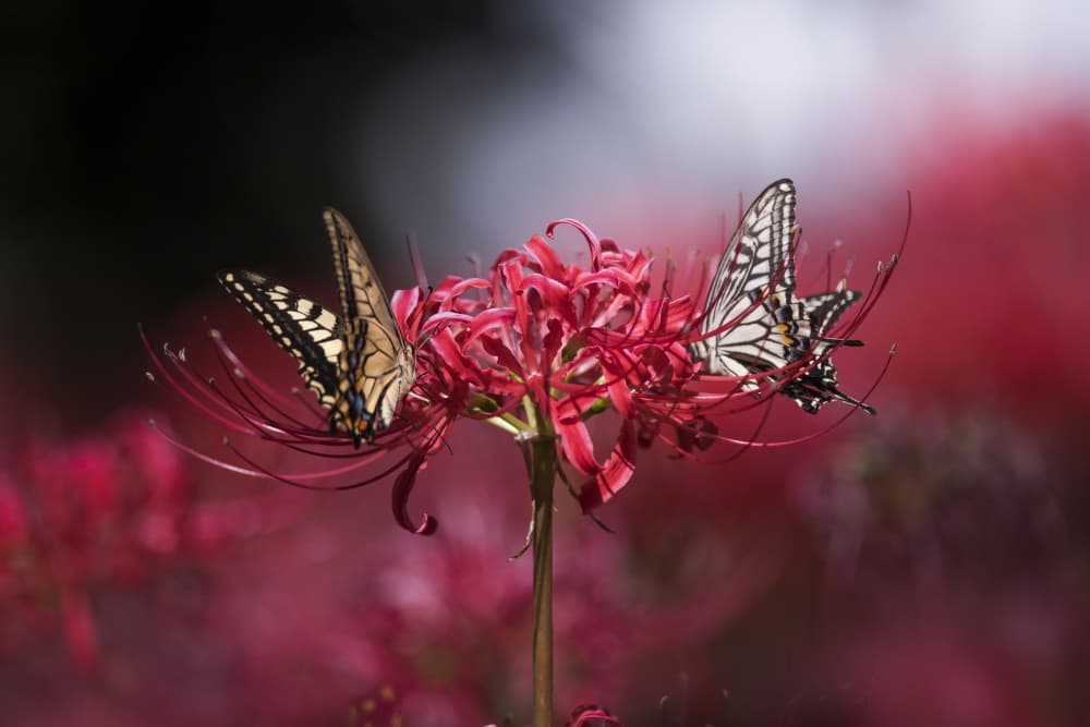 Butterflies on Red Spider Lilies by Takashi Suzuki — canvas wall art