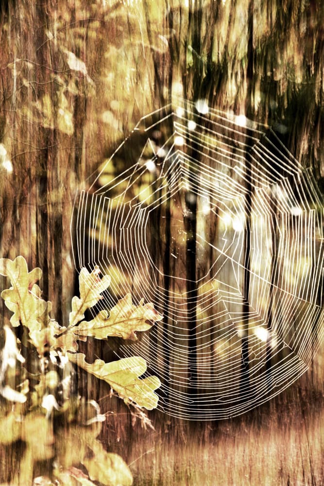 Golden Autumn Spiderweb by Christina Sillen — canvas wall art