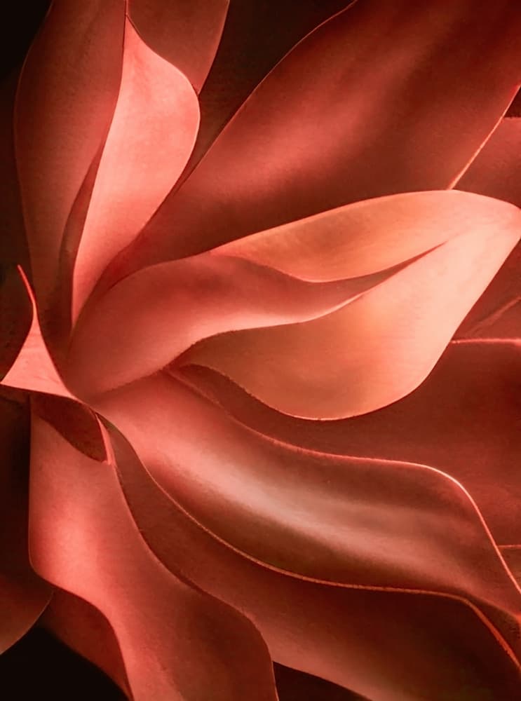 Warm Floral Abstract by Robin Wechsler — canvas wall art