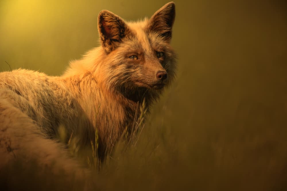 Wild Fox Golden Light by Rob Li — canvas wall art