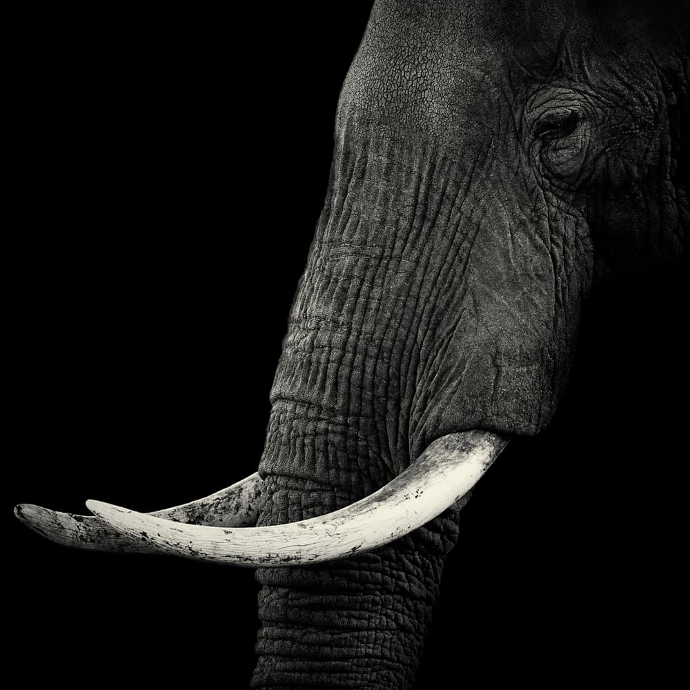 Majestic Elephant Profile by Hannes Bertsch — canvas wall art