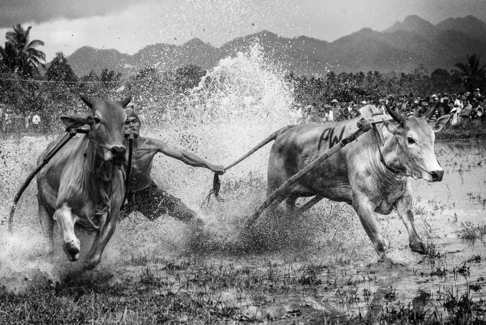 Dynamic Bull Race by John Yuk Kong Chung — canvas wall art