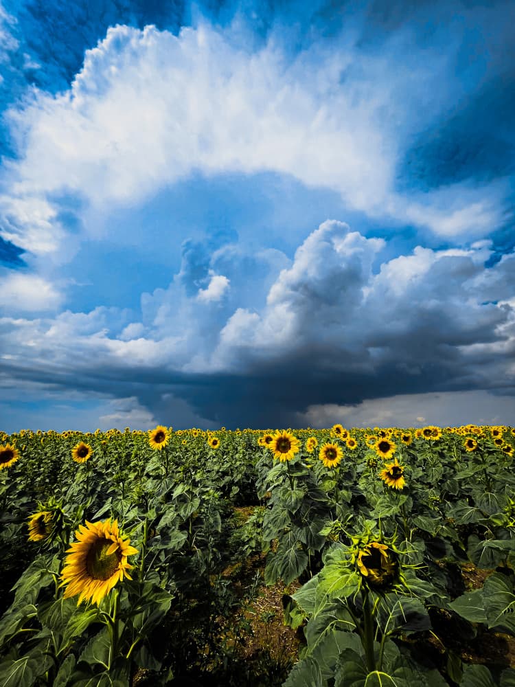 Storm Over Sunflowers by Sergey Trush — canvas wall art