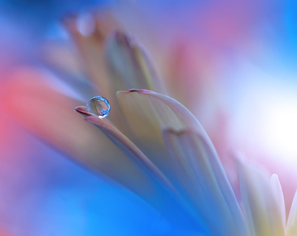 Delicate Water Drop by Juliana Nan — canvas wall art