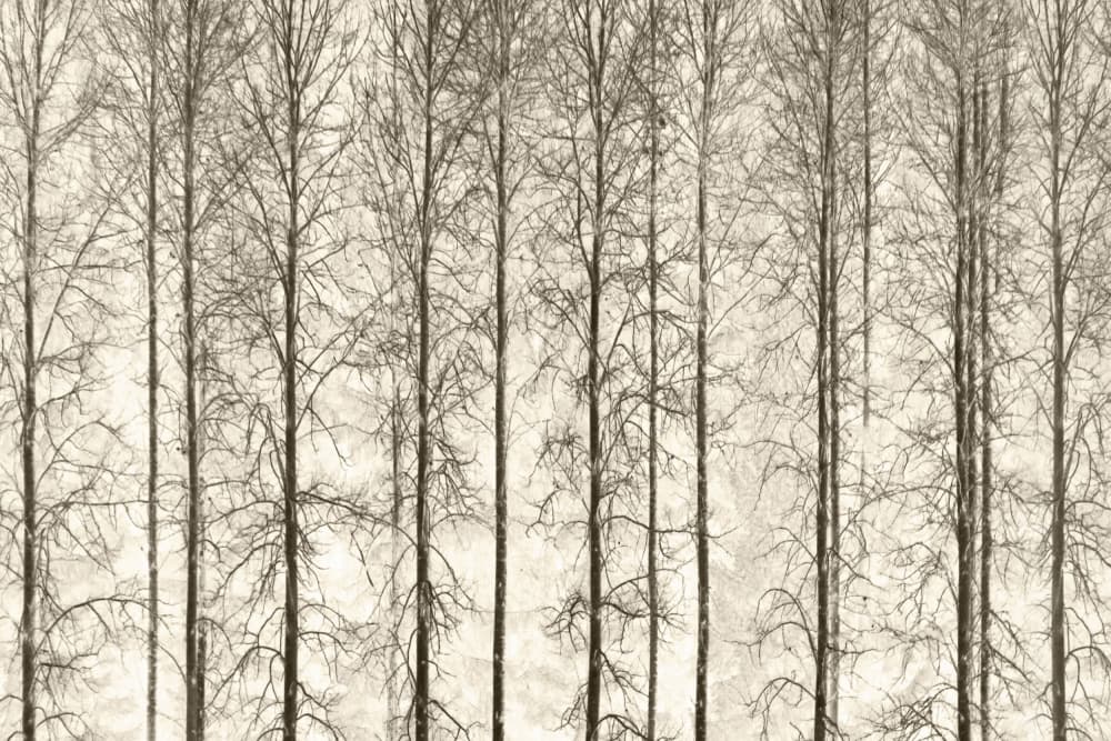 Monochrome Winter Trees by Christina Sillen — canvas wall art