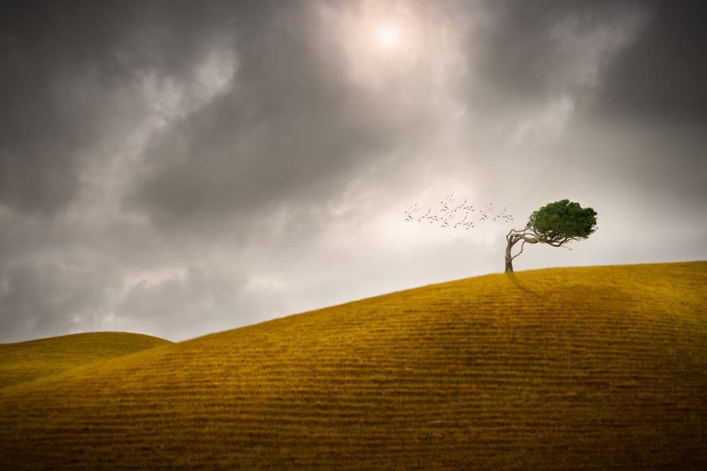 Lone Tree Golden Hills by Peter Elgar — canvas wall art