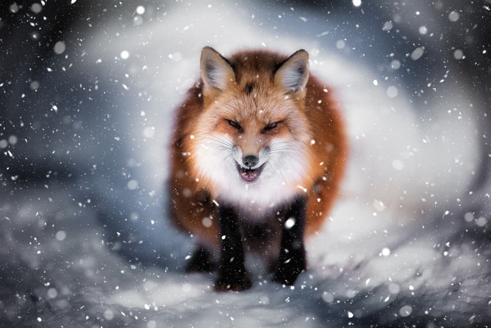 Snarling Red Fox by Yuki Yatsushima — canvas wall art