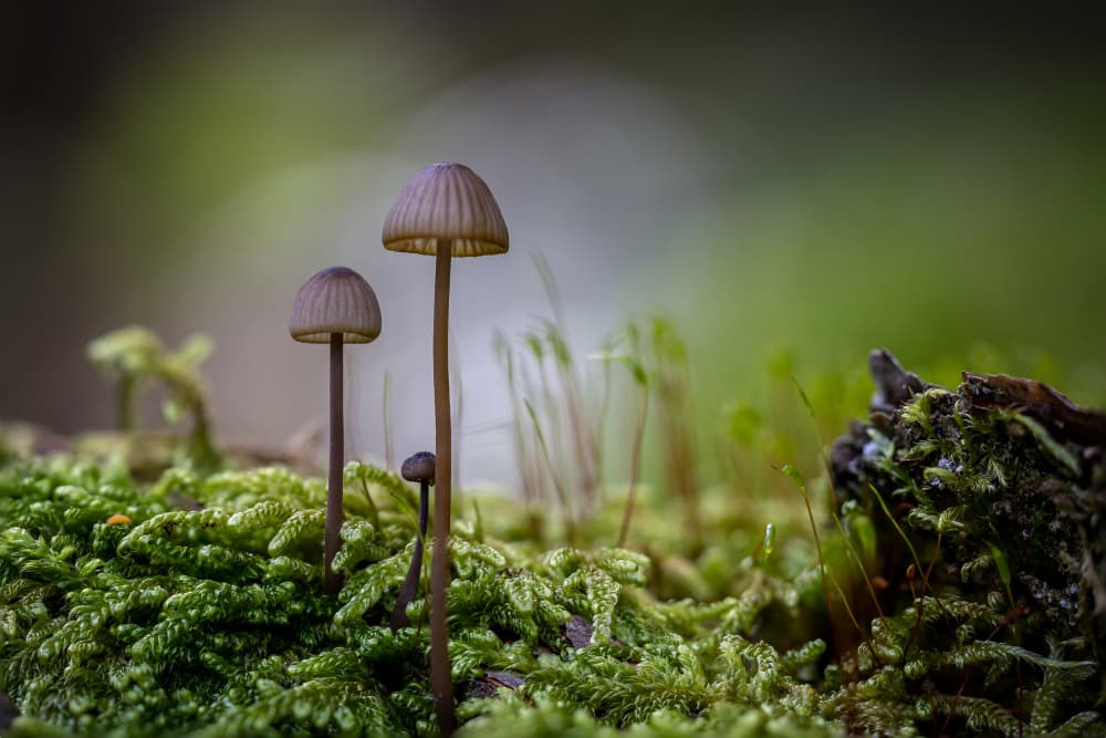 Tiny Woodland Mushrooms by Sergio Barboni — canvas wall art