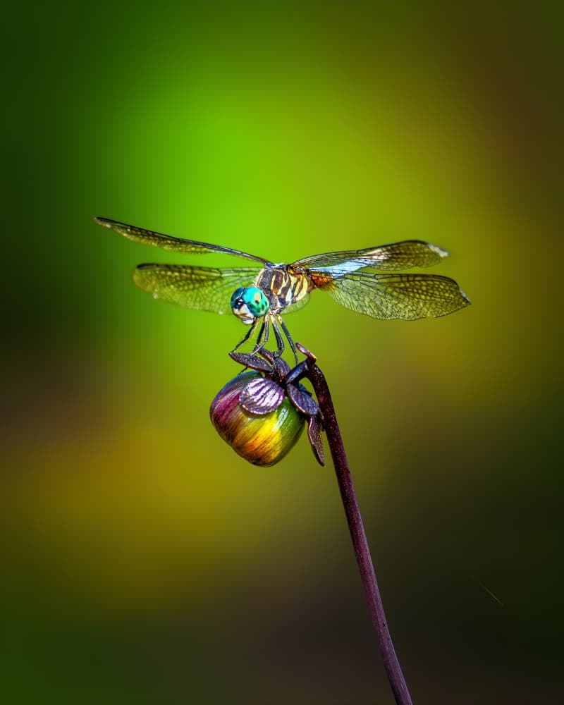 Vibrant Dragonfly Perched by Xiao Cai — canvas wall art