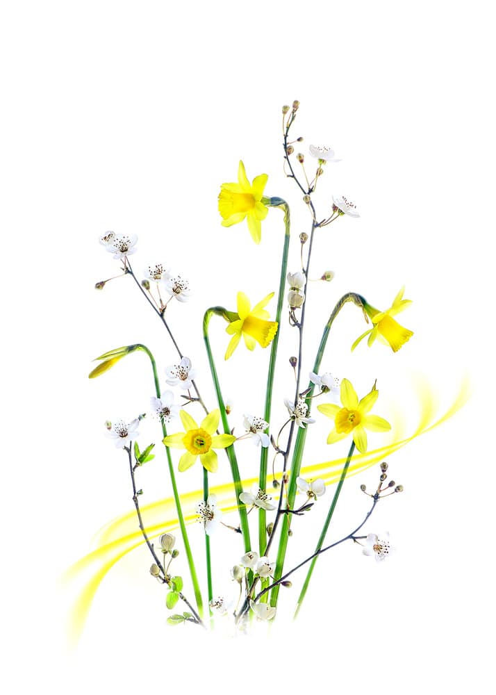 Bright Spring Daffodils by Jacky Parker — canvas wall art