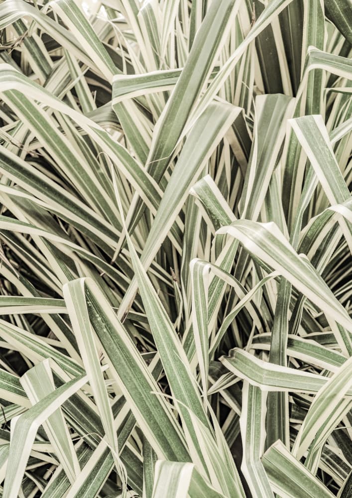 Verdant Stripes by Shot by Clint — canvas wall art