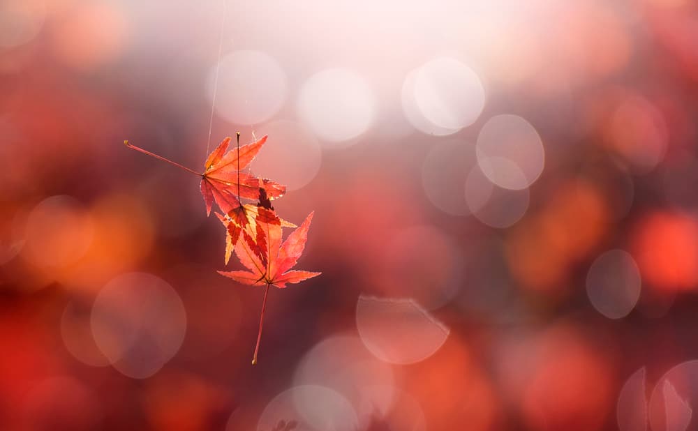 Autumn Leaves Bokeh Glow by Takashi Suzuki — canvas wall art