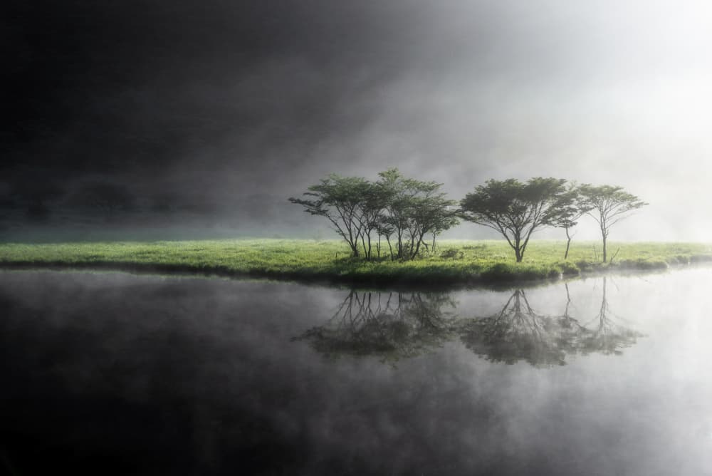 Misty Lake Trees by Syunsuke Narita — canvas wall art