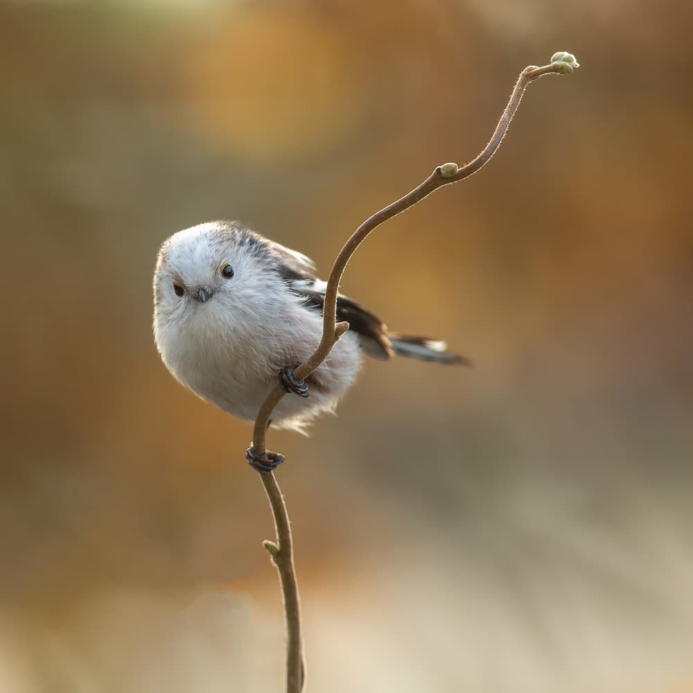 Sweet Fluffy Bird by Annie Keizer — canvas wall art