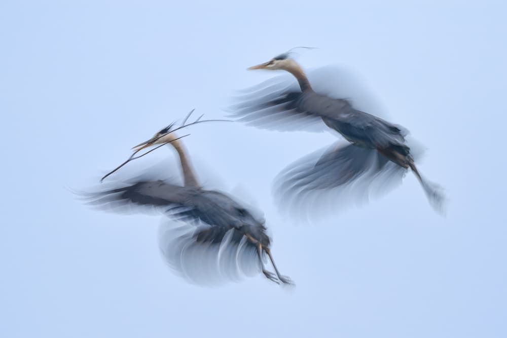 Ethereal Heron Flight by John Fan — canvas wall art