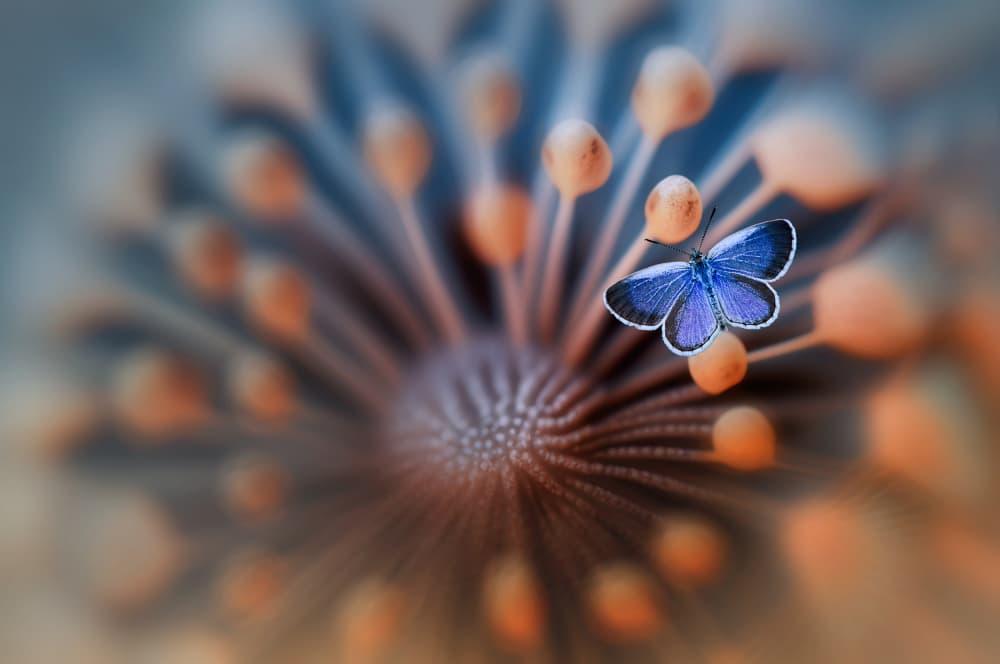 Blue Butterfly Dream by Edy Pamungkas — canvas wall art