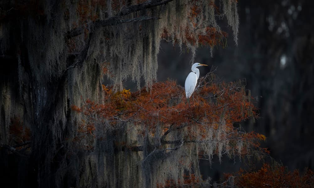 Elegant Egret in Cypress by Michael Zheng — canvas wall art