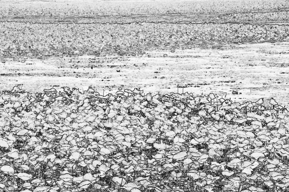 Monochrome Lotus Field by Santhosh ch — canvas wall art