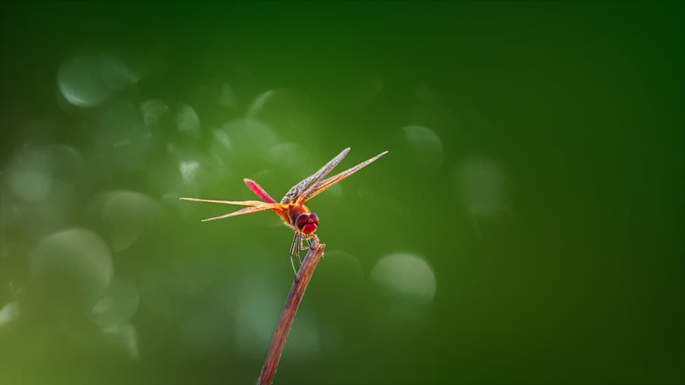 Vibrant Red Dragonfly by joanaduenas — canvas wall art