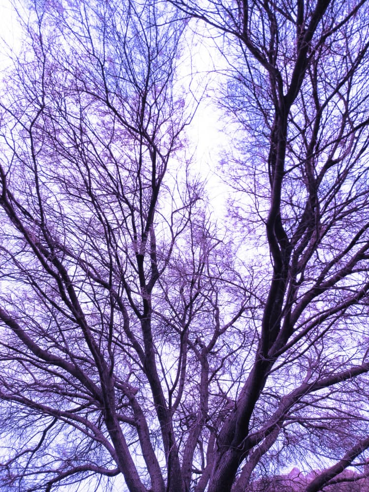 Purple Winter Tree by Santhosh ch — canvas wall art