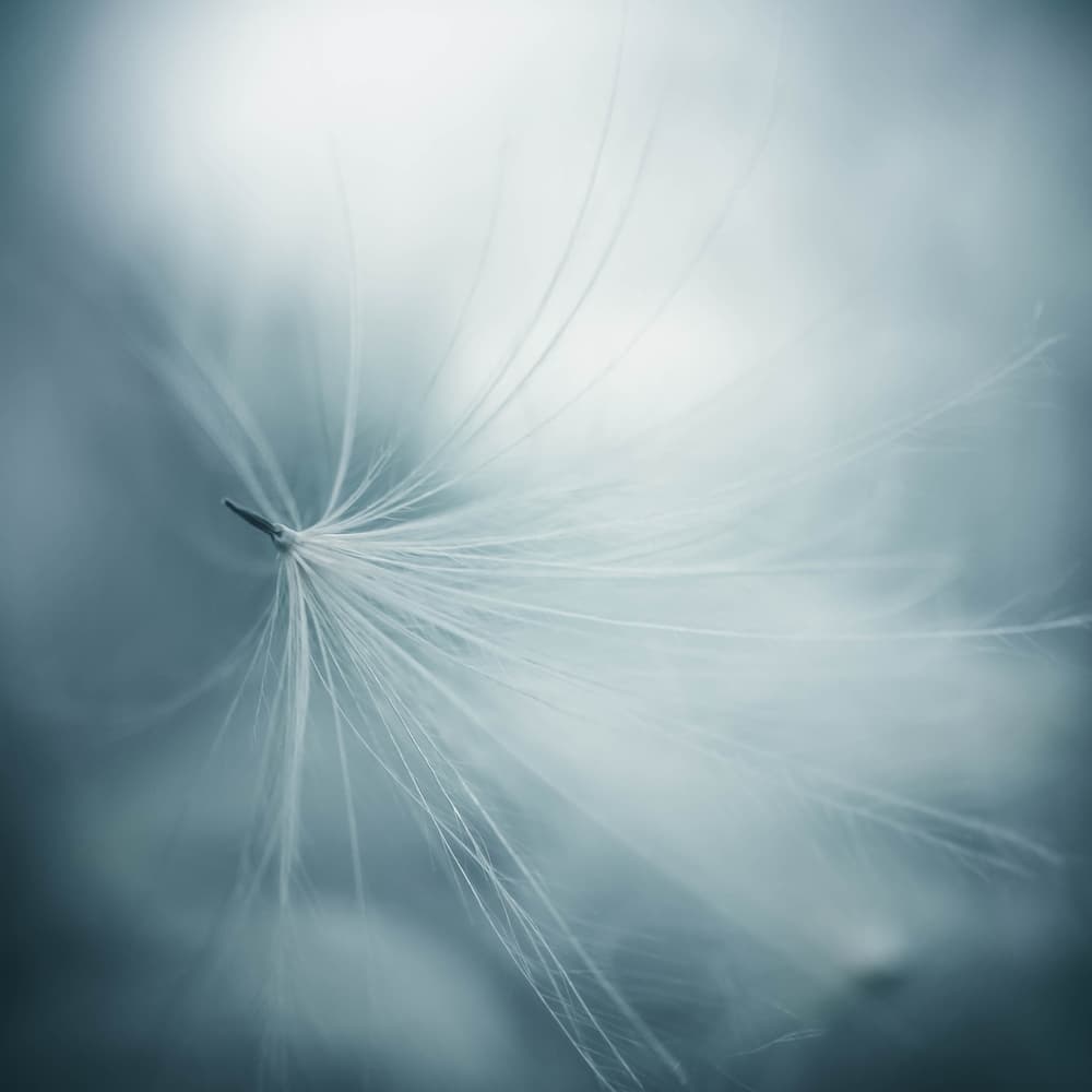 Floating Dandelion Seed by Renate Wasinger — canvas wall art