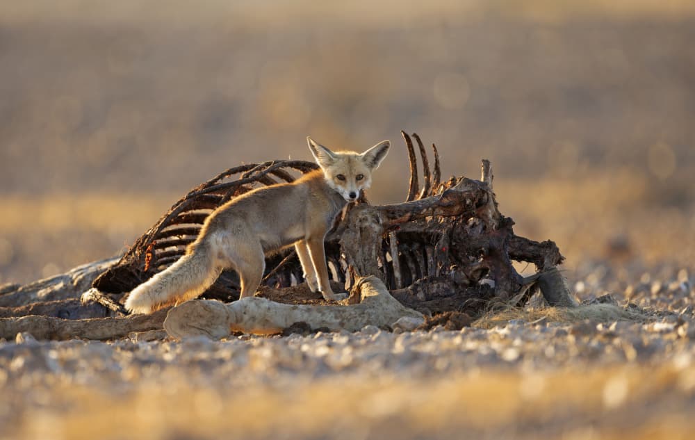 Desert Fox Scavenging by Shlomo Waldmann — canvas wall art