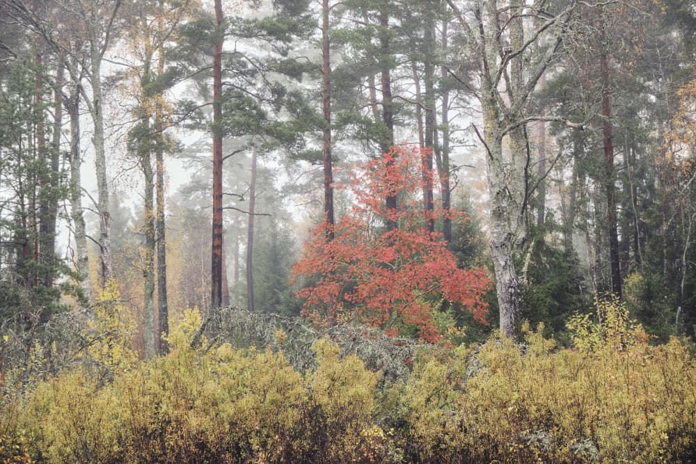 Misty Autumn Forest by Hamed Bank — canvas wall art