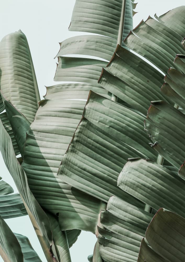 Banana Leaf Harmony by Shot by Clint — canvas wall art