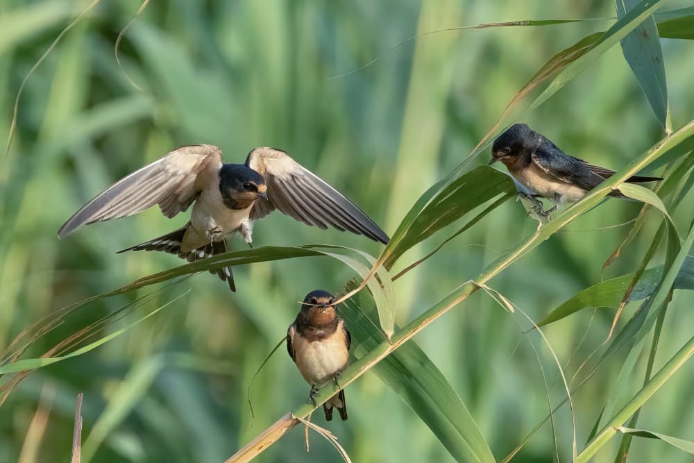 Swallows Among Reeds by Guy Wilson — canvas wall art
