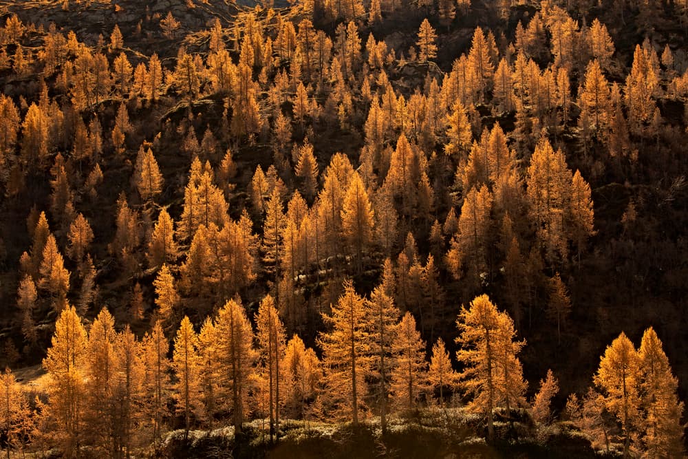 Golden Autumn Forest by Michel Manzoni — canvas wall art