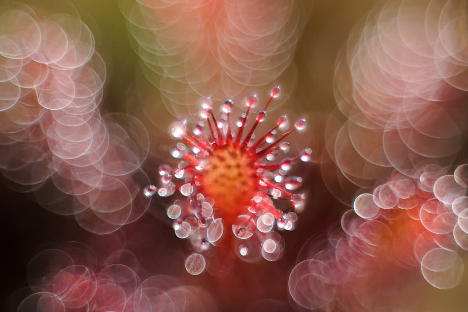 Sparkling Red Sundew by Andrew George — canvas wall art