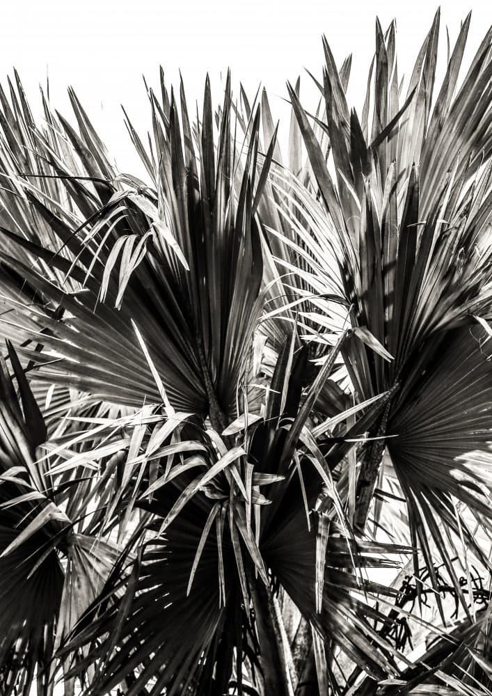 Spiky Serenity by Shot by Clint — canvas wall art