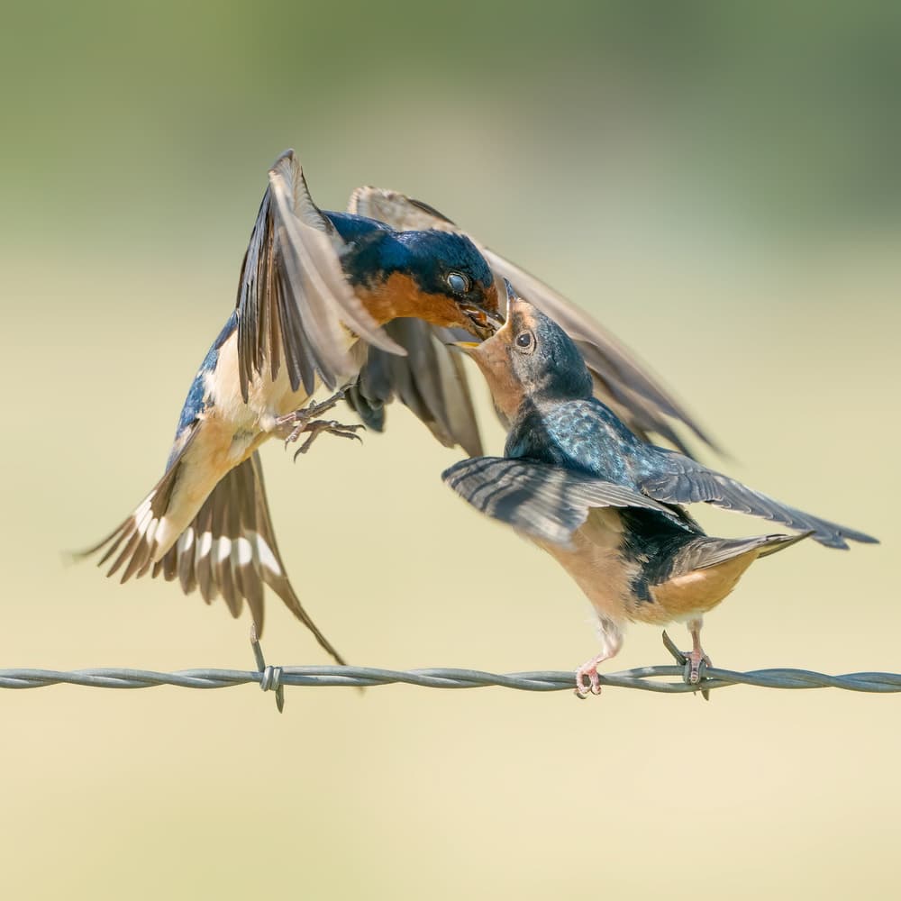Barn Swallows Feeding Young by Alex Li — canvas wall art