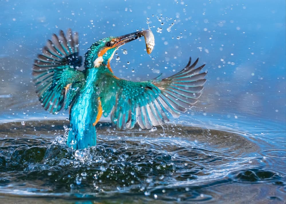 Vibrant Kingfisher Catch by Petar Sabol — canvas wall art