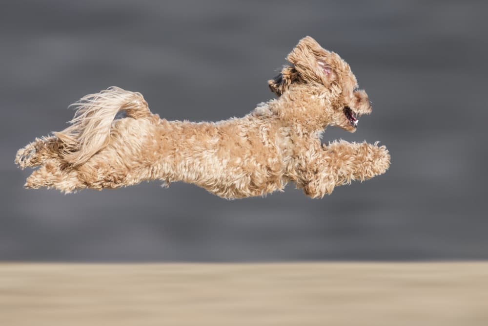 Happy Puppy Leaping by Takashi Suzuki — canvas wall art