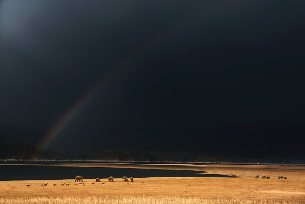 Golden Field Rainbow Elephants by swapnil deshpande — canvas wall art